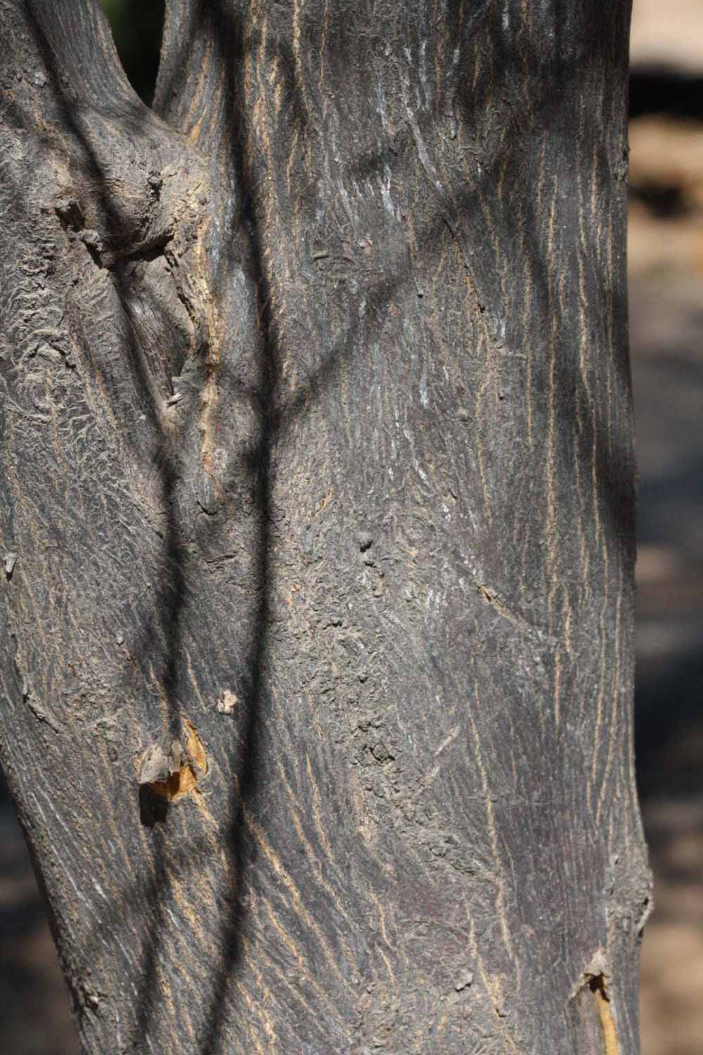              Bark (Riverside, CA)       